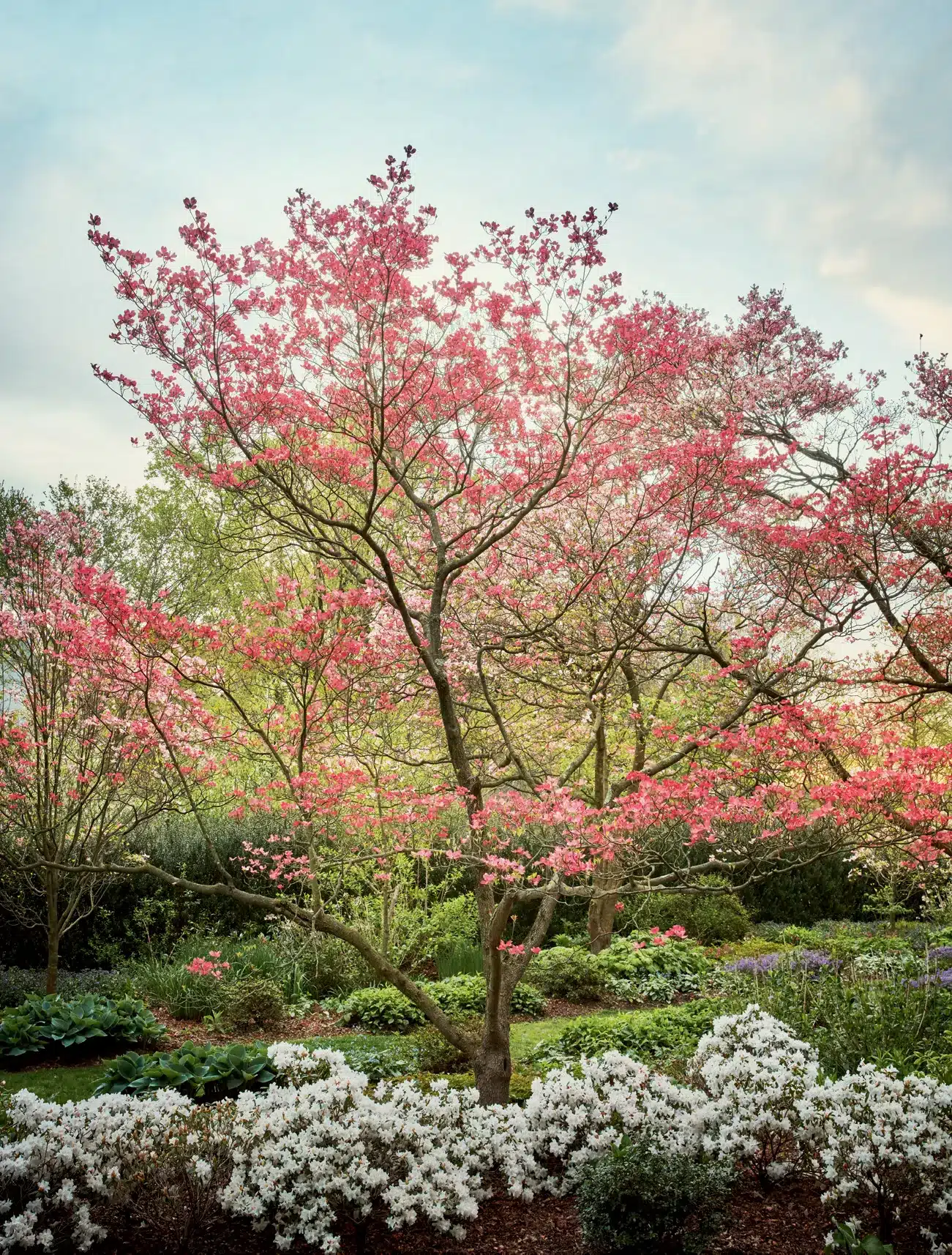 Alt tag for cornus-florida-garden-cococozywebp